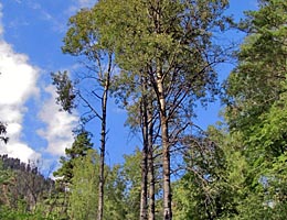 Topo osikov - osika