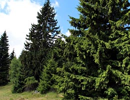 Smrek obyajn