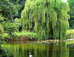 Vba biela, Salix alba